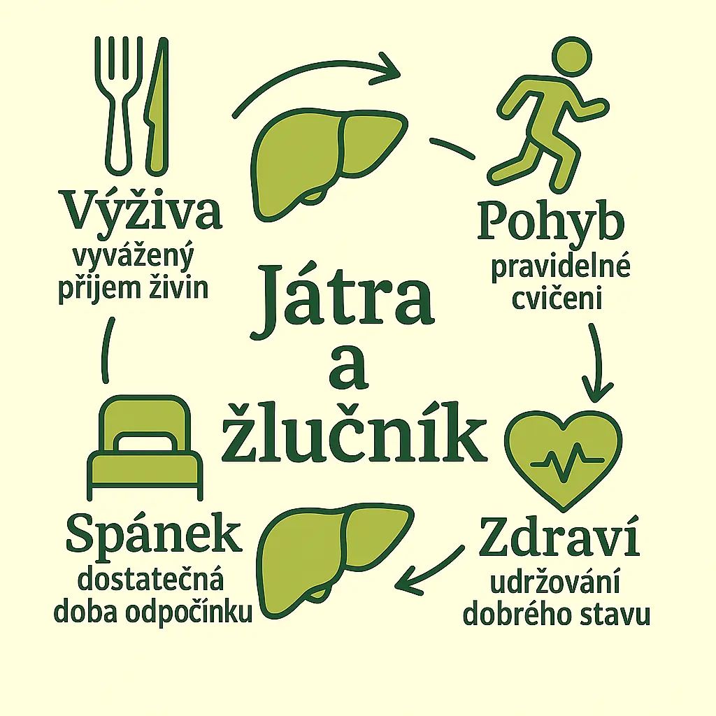 2,1,Játra a žlučník2
